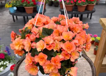 pink geranium and creeping jenny hanging basket for sale